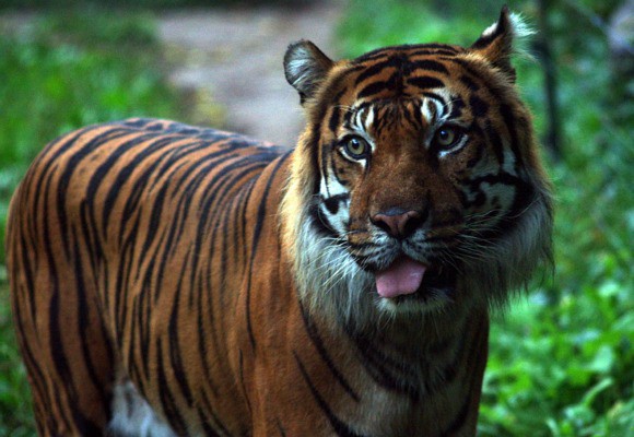 Tiger at ZSL London Zoo