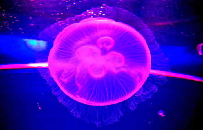 Experience a different kind of water at the aquarium