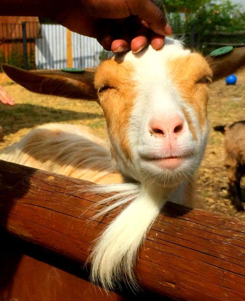 Goats at City Farm