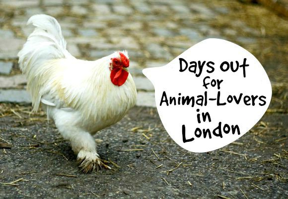 Image of a chicken with the text 'Days out for animal-lovers in London'.