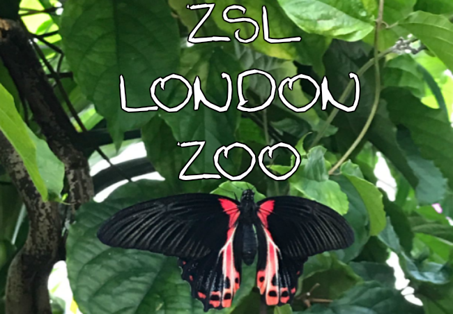 Walking into Animal Paradise at ZSL London Zoo