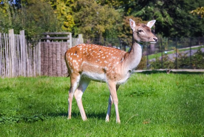 Fallow deer