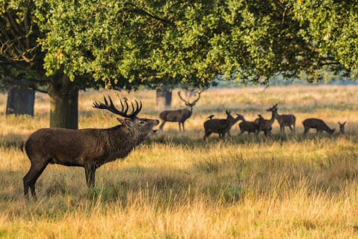 Deers in Richmond Park