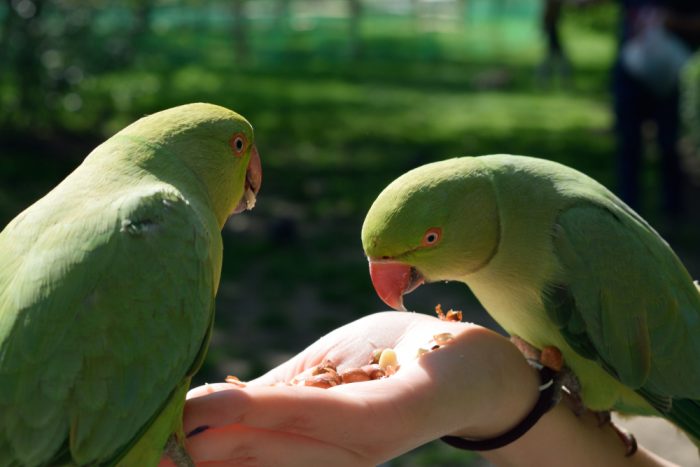 Parakeets in Kensington Park