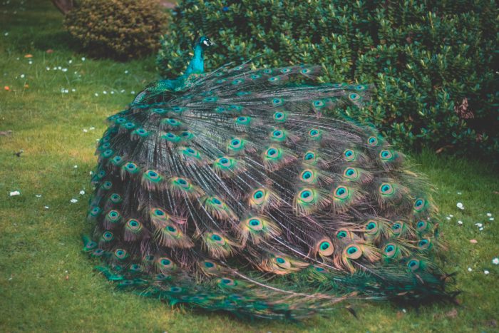 Peacock