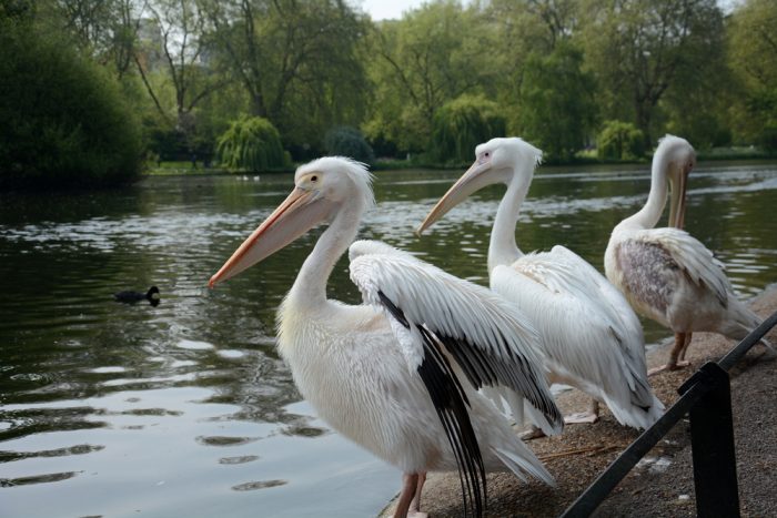 Pelicans at St James'