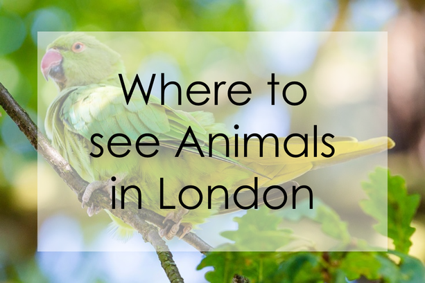 A photo of a bird with the text 'Where to see animals in London'.