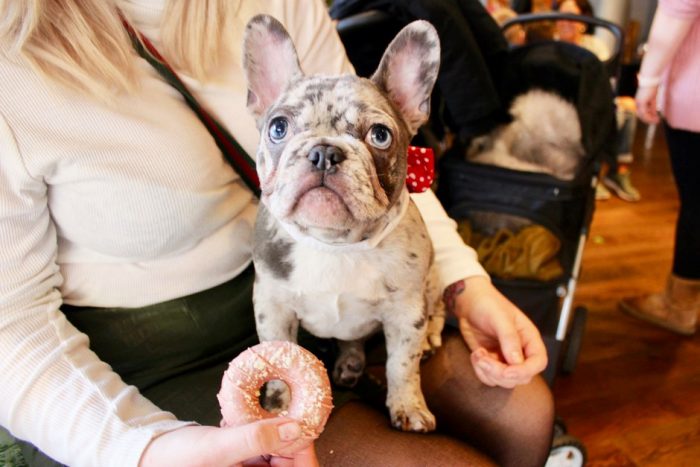 Cockapoo and French Bulldog pop-up at The Allegory