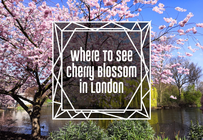 Cherry-Blossom-in-London