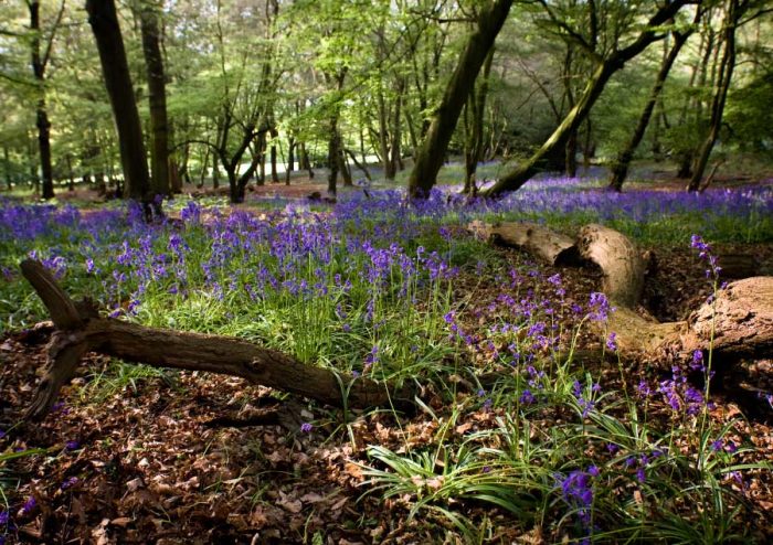 Epping Forest