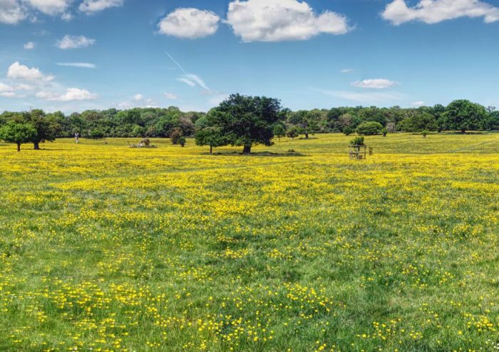 Hatfield Forest