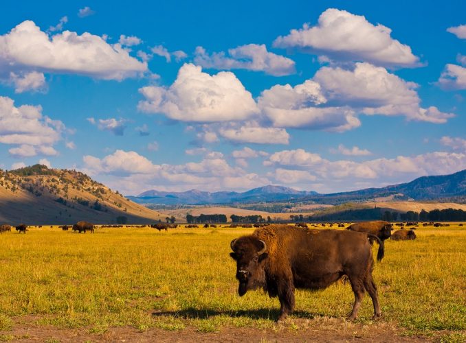 Bison in Yellowstone National Park