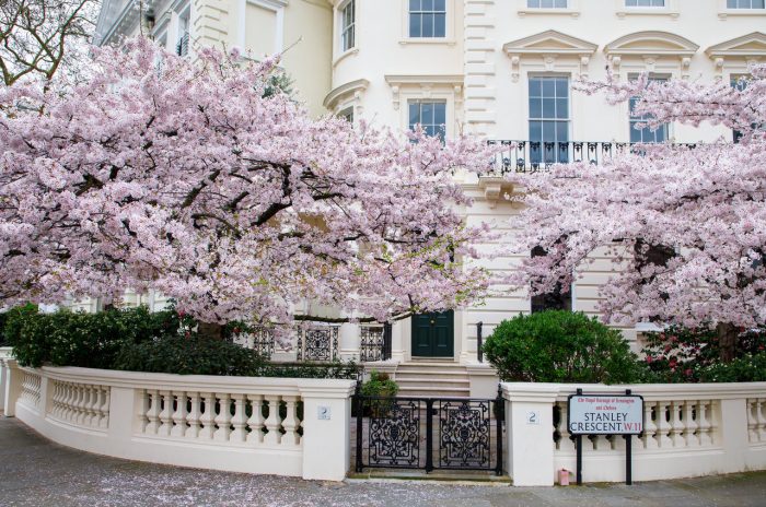 cherry_blossom_notting_hill