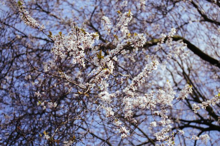 Holland park cherry blossom