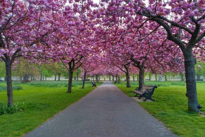 Greenwich Park cherry blossom