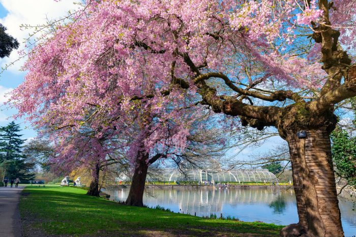 Kew Gardens cherry blossom