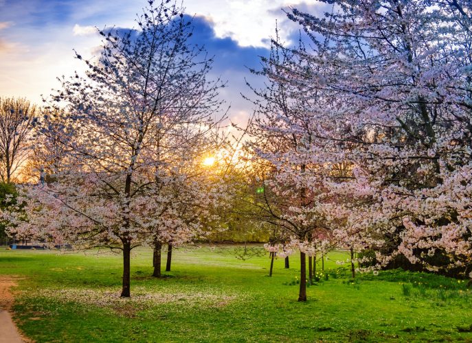 Regents Park cherry blossom