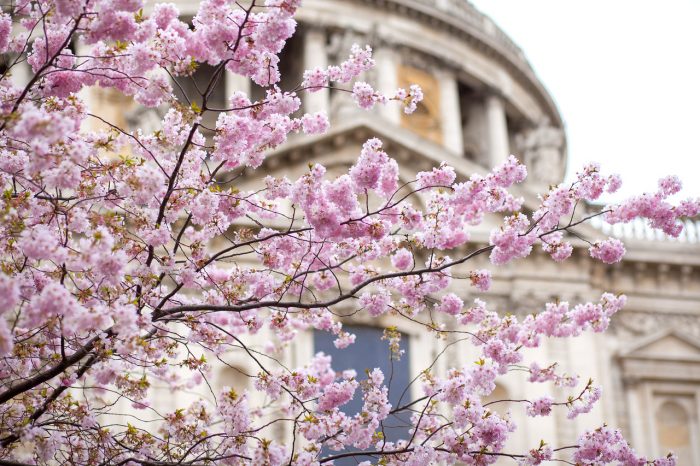 St Paul's Cathedral cherry blossom