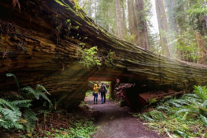 A couple walking under a giant Redwood in Redwood National Park, California
