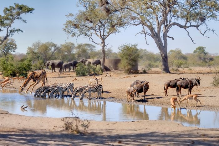 Animals taking a drink in the Maputo Elephant Reserve, Mozambique