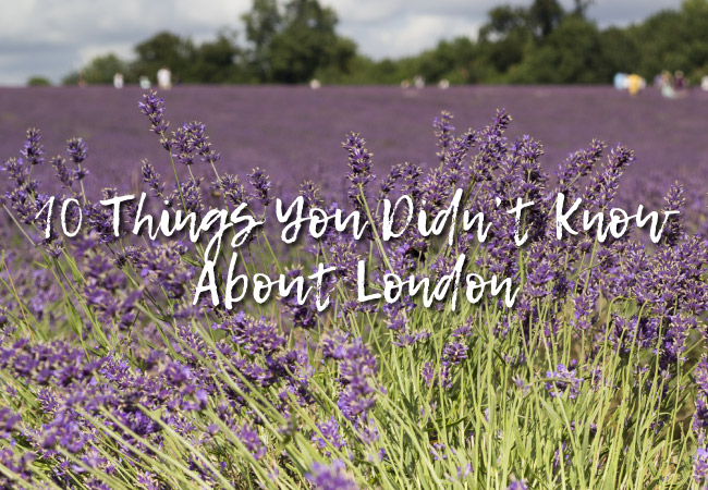A field of lavender with the text 'Things you didn't know about London'.