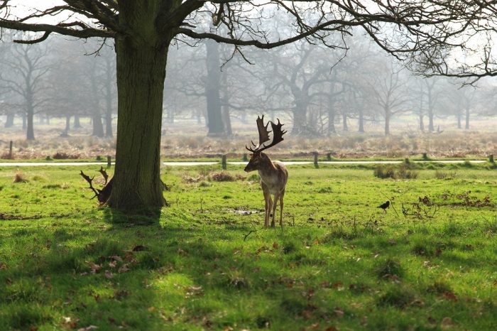 Deer in Richmond Park