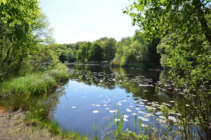 Serenity in Epping Forest