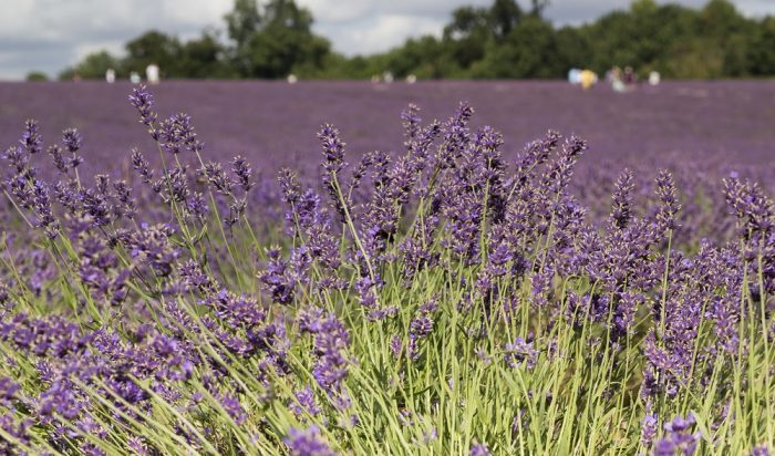 Mayfield Organic Lavender Farm in Croydon