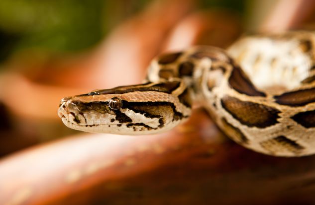 Snake at ZSL London Zoo