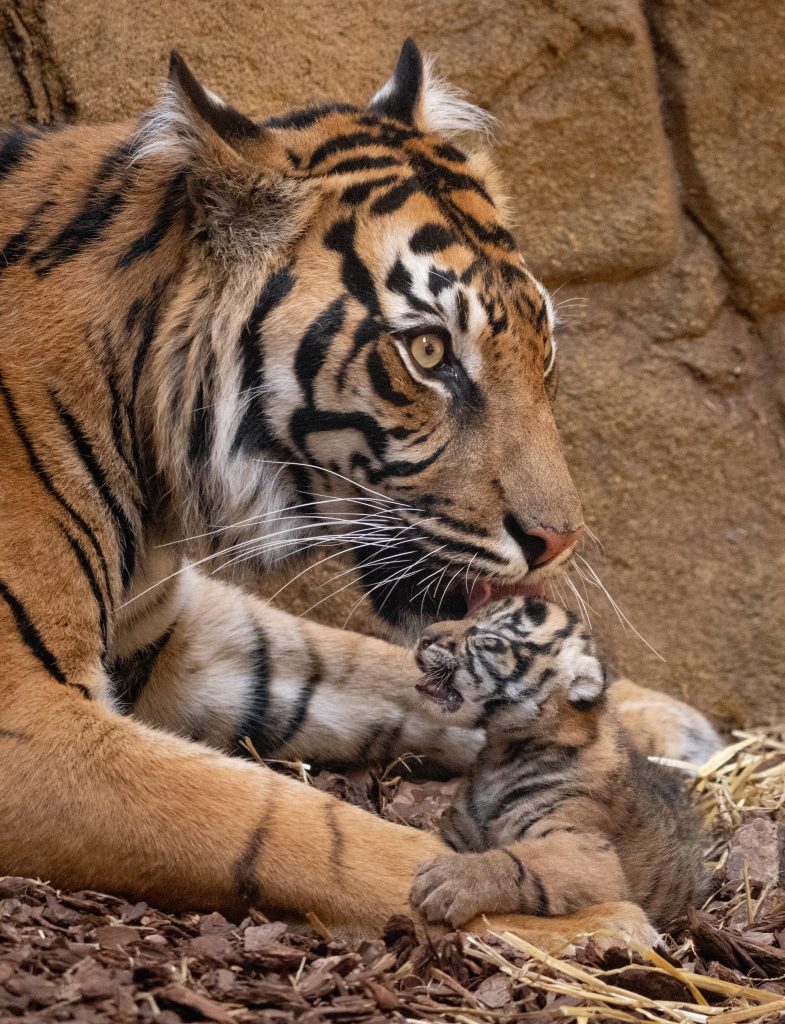 Tigers at ZSL London Zoo