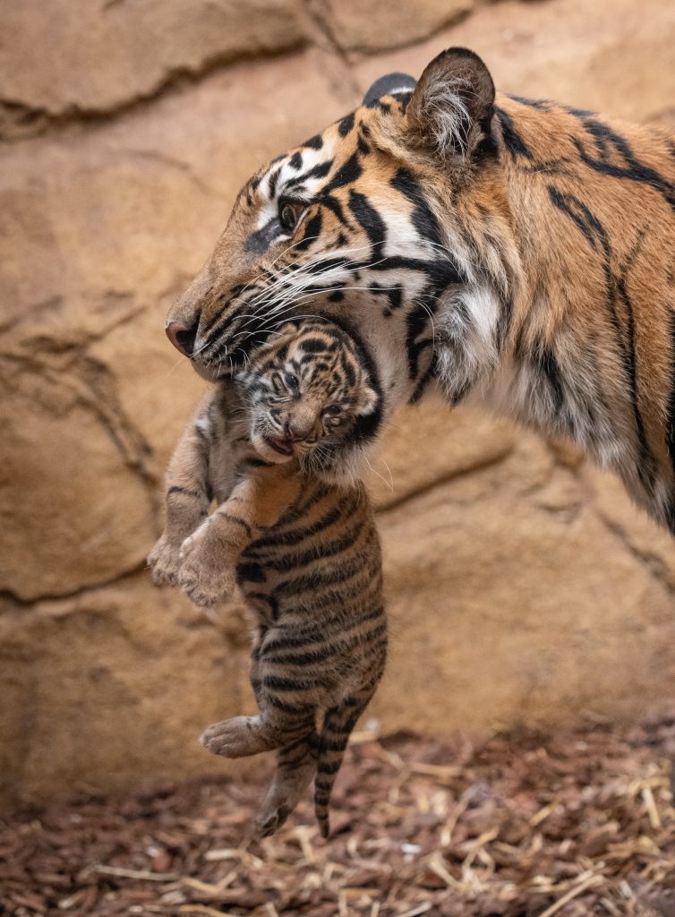 Sumatran tigers