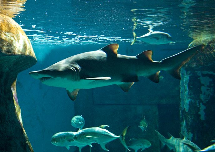 SEA LIFE London Aquarium