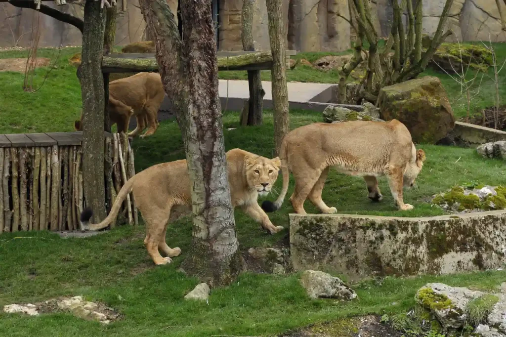 A photo of two female lions.