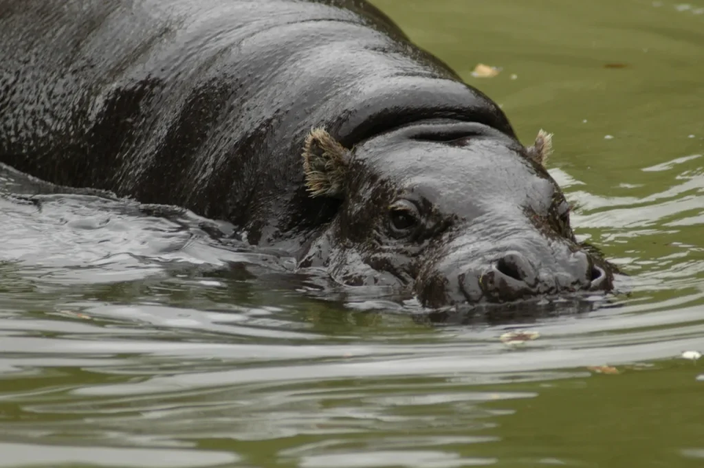A photo of a hippo half submerged underwater.
