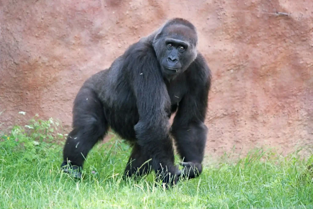 A photo of a gorilla looking into the camera.