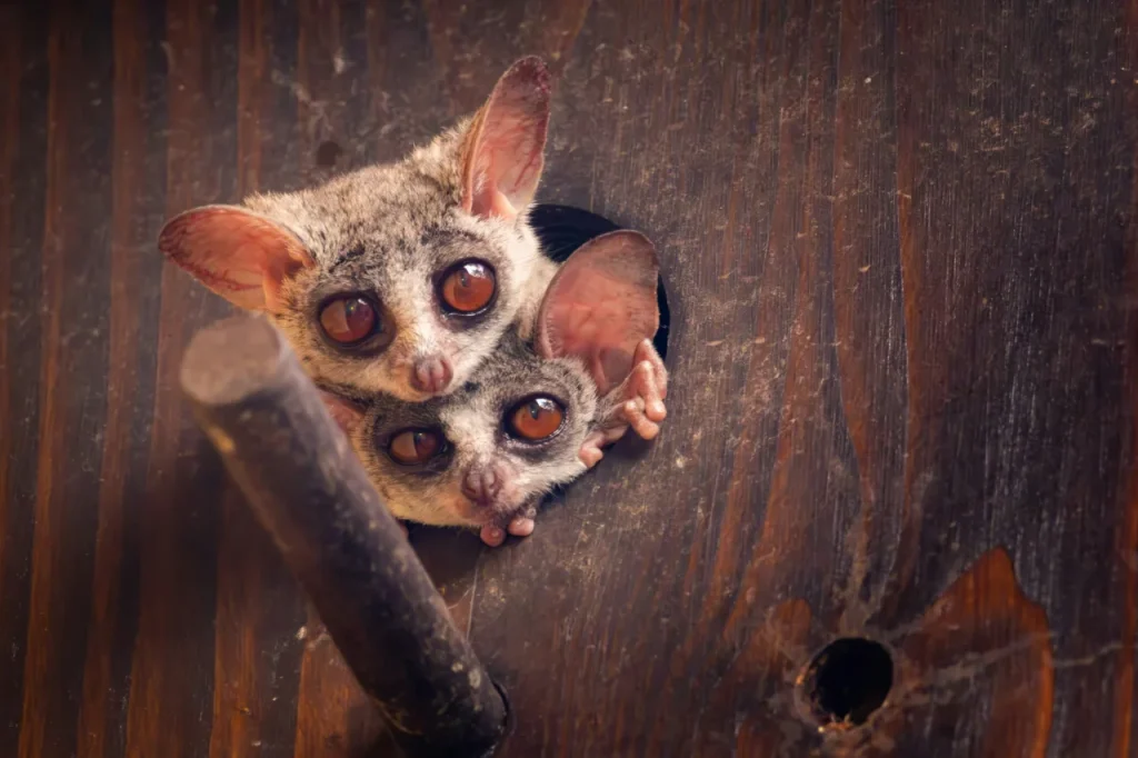 A photo of two bushbabies leaning out of a hole in a wall, one is atop the other.
