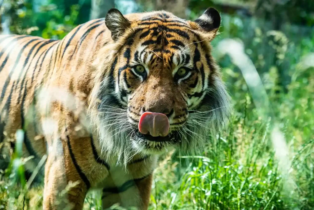 A photo of a tiger licking its own nose.