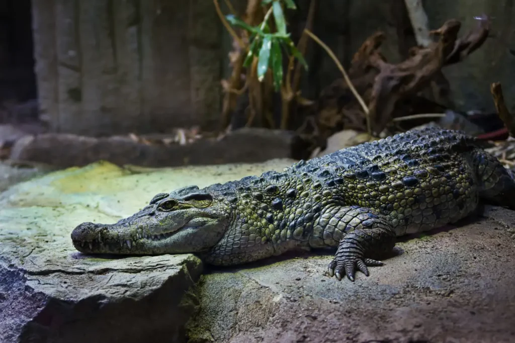 A photo of a crocodile laying flat on a rock.