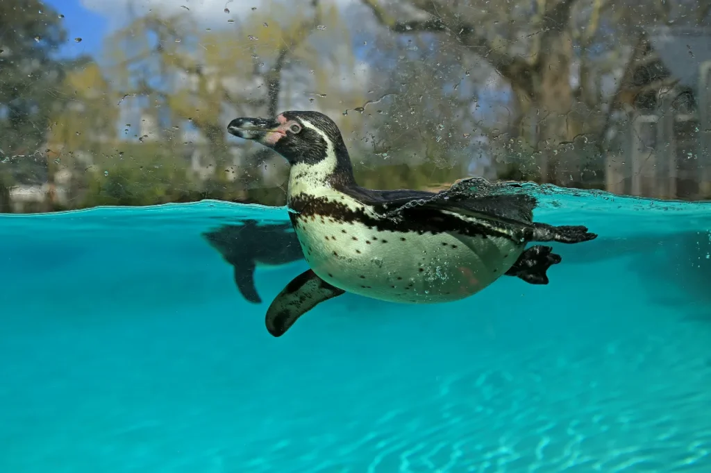 A photo of a Humboldt penguin swimming in water.